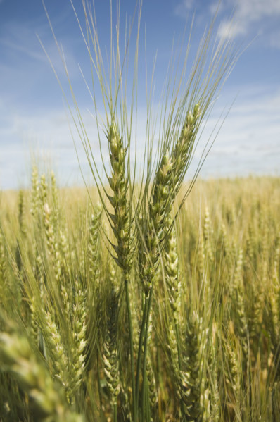Close up of wheat in field. Date : 2007