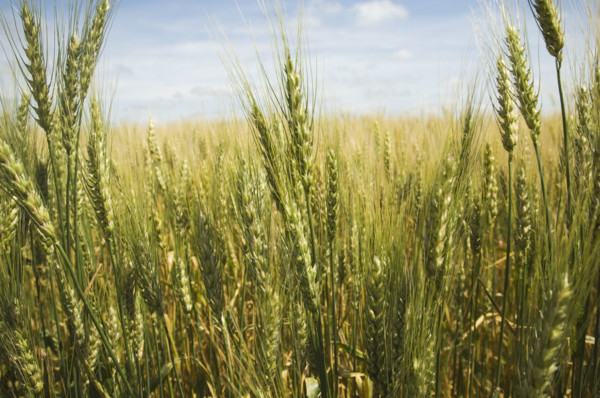 Close up of wheat in field. Date : 2007