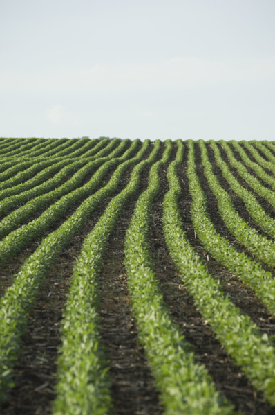Rows of soy beans in field. Date : 2007