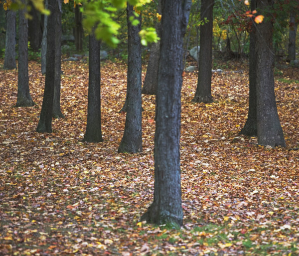 autumn scene . Date : 2007