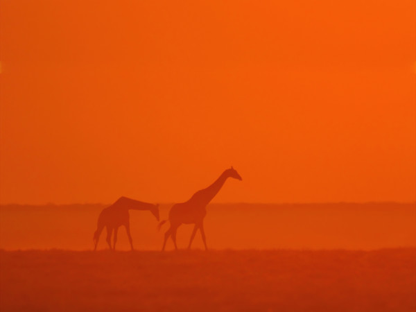 Giraffes walking at sunset. Date : 2007