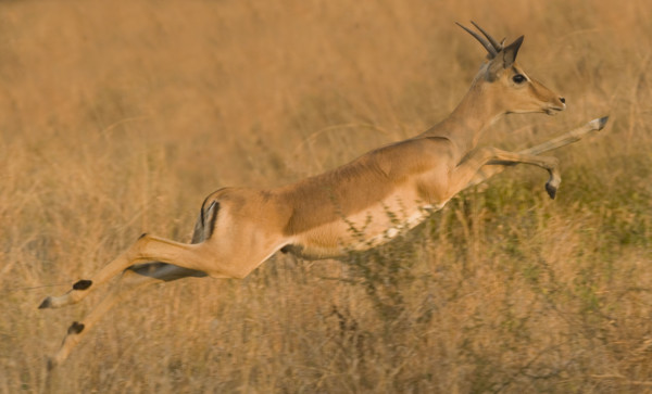 Impala jumping, Greater Kruger National Park, South Africa . Date : 2007