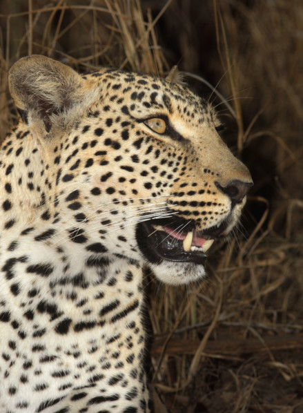 Close up of Leopard, Greater Kruger National Park, South Africa . Date : 2007
