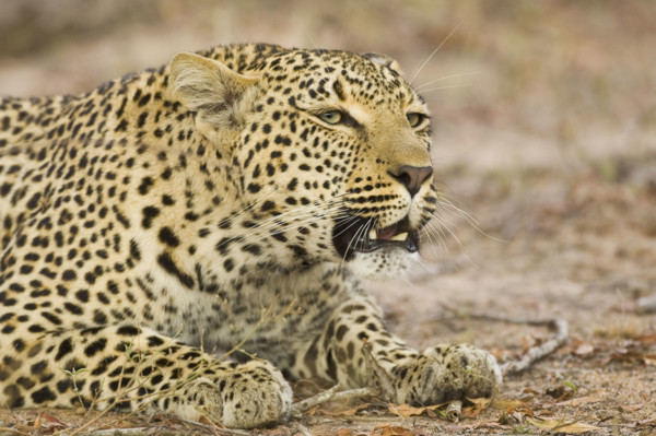 Leopard laying on ground, Greater Kruger National Park, South Africa. Date : 2007