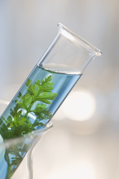 Plant and liquid in vial.