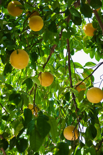 Close up of grapefruit on tree.
