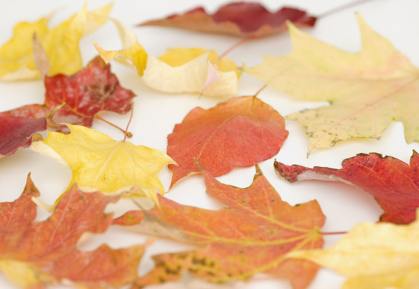 Close up of autumn leaves. Date : 2008