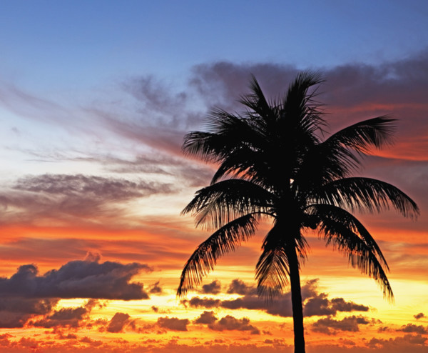 palm tree in sunrise/sunset. Date : 2008