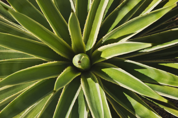 Close up of agave cactus plant.