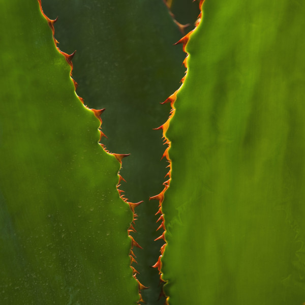 Close up of agave cactus plant.