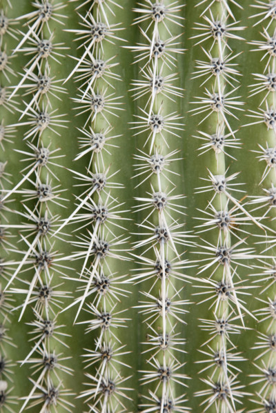 Close up of cactus. Date : 2008