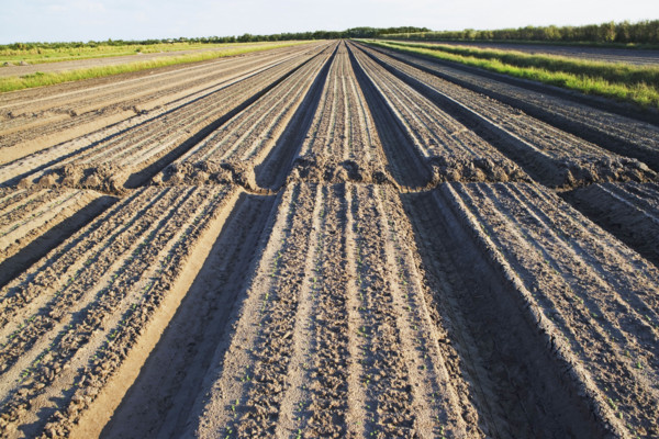 Rows in field, Florida, United States. Date : 2008