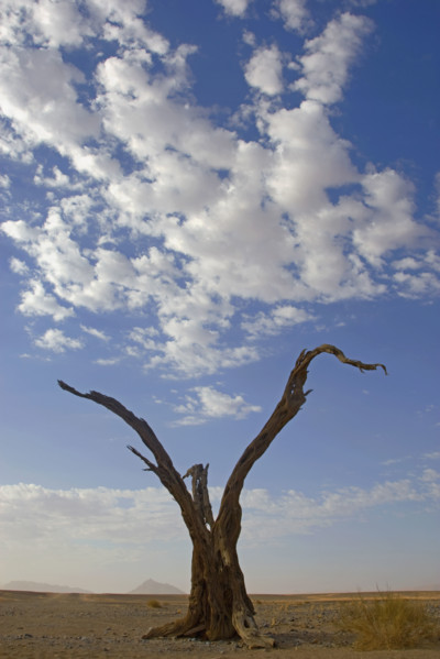 Dead tree, Namib Desert, Namibia, Africa. Date : 2008