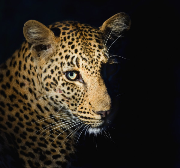 Close up of Leopard, Greater Kruger National Park, South Africa. Date : 2008