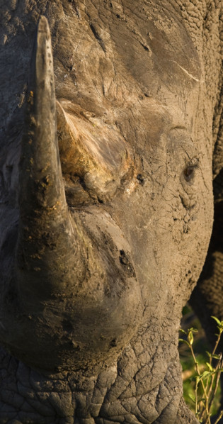 Close up of White Rhinoceros, Greater Kruger National Park, South Africa. Date : 2008