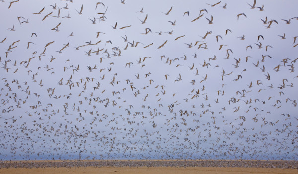 Flock of Damara Terns in flight, Namibia, Africa. Date : 2008