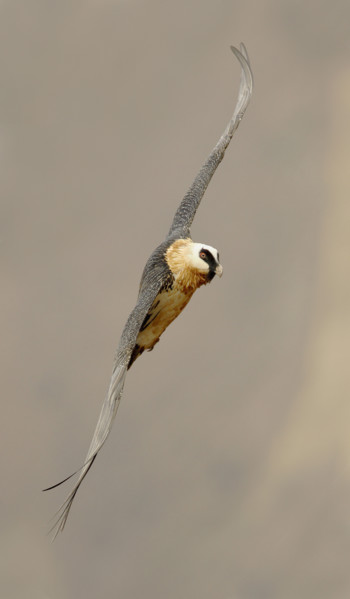 Close up of Lammergeier (Bearded Vulture) in flight, Drakensberg Mountain Range, South Africa. Date