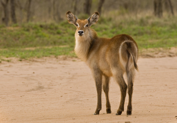 Waterbuck on sand, Greater Kruger National Park, South Africa. Date : 2008