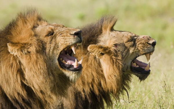 Male lions roaring, Greater Kruger National Park, South Africa. Date : 2008