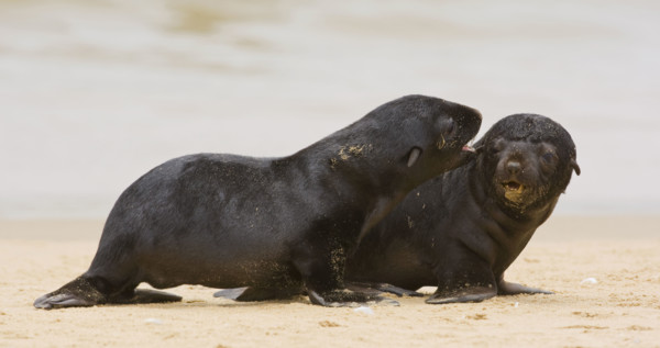 Baby South African Fur Seals on sand, Namibia, Africa. Date : 2008