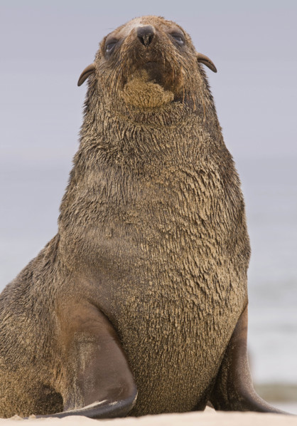 Close up of South African Fur Seal, Namibia, Africa. Date : 2008
