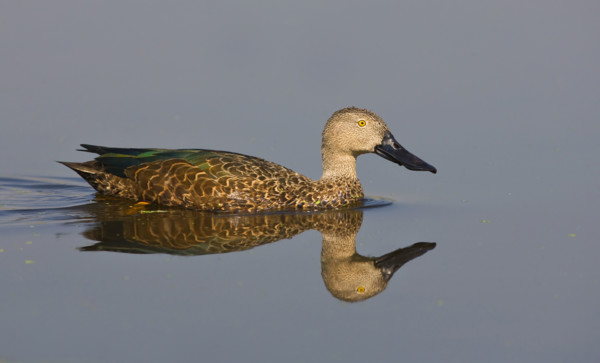 Cape Shoveler swimming in water, Marievale Bird Sanctuary, South Africa. Date : 2008