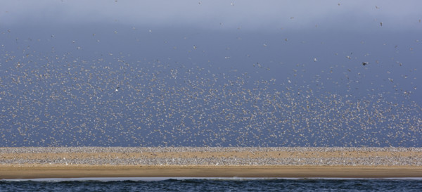 Flock of Damara Terns on coast, Namibia, Africa. Date : 2008