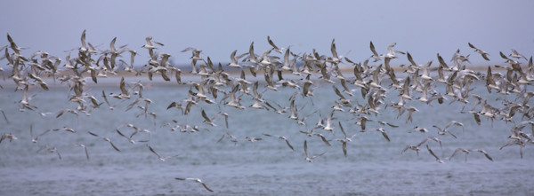 Damara Terns flying over water, Namibia, Africa. Date : 2008