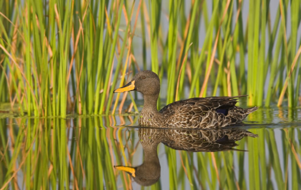 Yellow-Billed Duck swimming in water, Marievale Bird Sanctuary, South Africa. Date : 2008