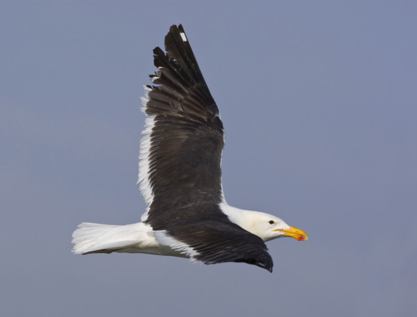Close up of Cape Gull in flight, Namibia, Africa. Date : 2008