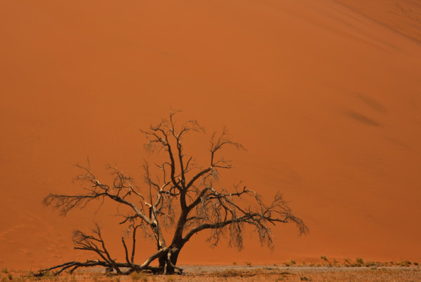 Tree in front of sand dune, Namib Desert, Namibia, Africa. Date : 2008