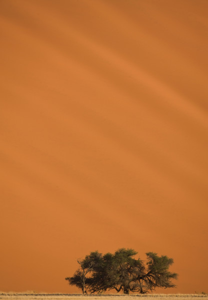 Tree in front of sand dune, Namib Desert, Namibia, Africa. Date : 2008