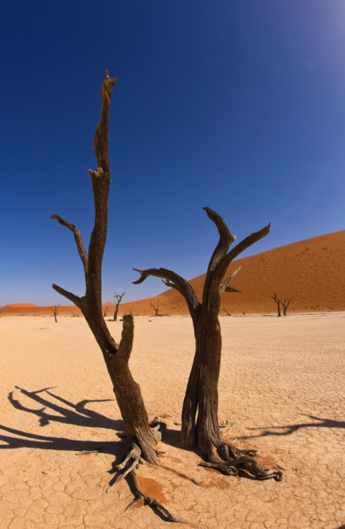 Dead trees, Namib Desert, Namibia, Africa. Date : 2008
