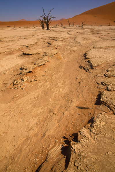 Dried riverbed, Namib Desert, Namibia, Africa. Date : 2008