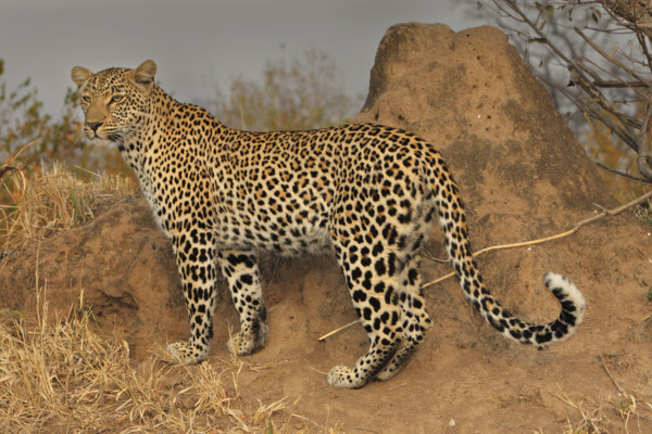 Close up of Leopard, Greater Kruger National Park, South Africa. Date : 2008