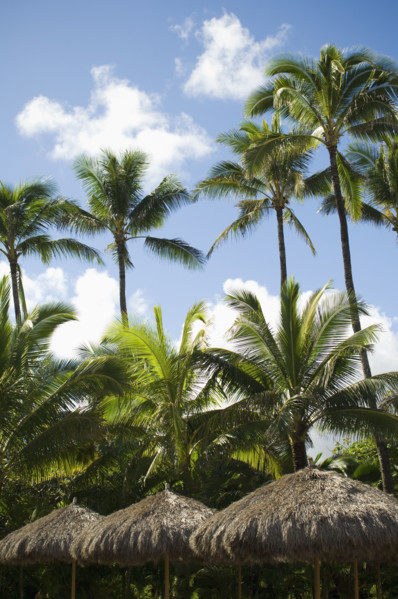 Low angle view of palm trees. Date : 2008