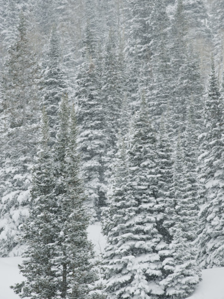 Snow covered trees, Wasatch Mountains, Utah, United States. Date : 2008