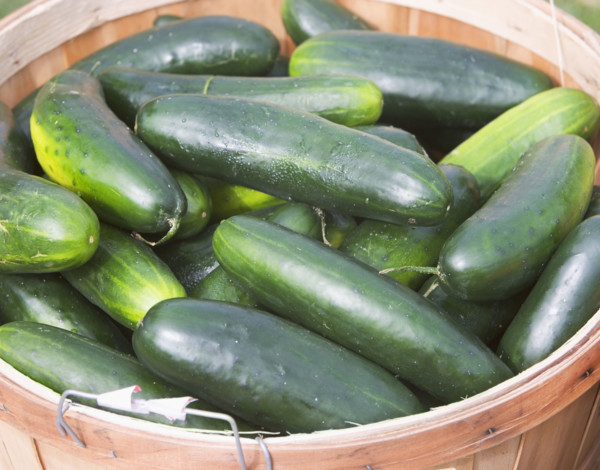cucumbers, produce. Date : 2008