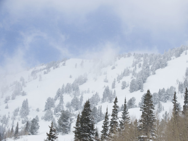 Snow covered trees on mountain, Wasatch Mountains, Utah, United States. Date : 2008