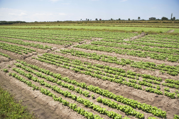 High angle view of basil farm, Florida, United States. Date : 2008