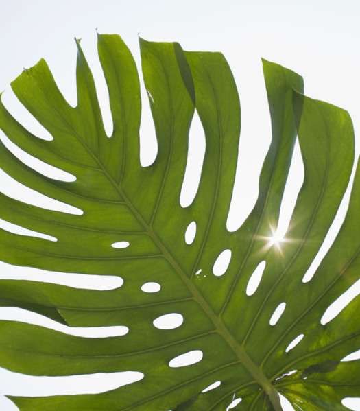 Close up of tropical leaf.