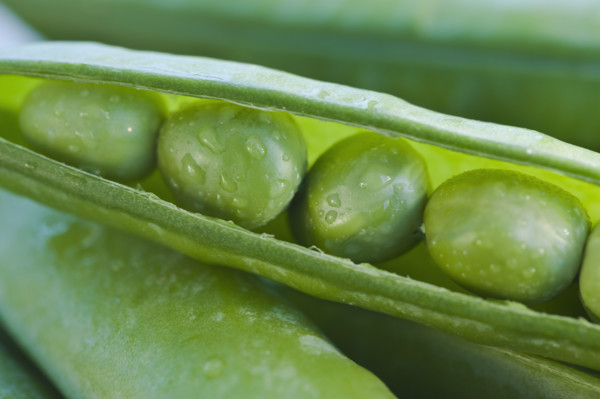 Close up peas in a pod.