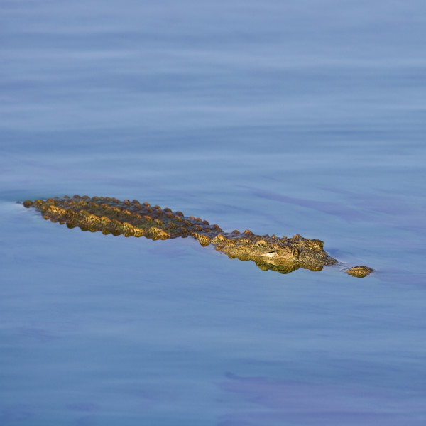 Crocodile swimming in water. Date : 2008