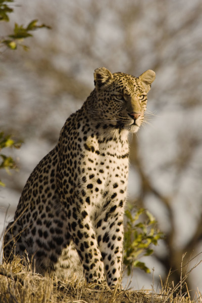 Alert leopard sitting on hill. Date : 2008