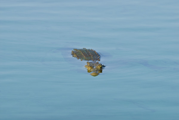 Crocodile swimming in river. Date : 2008