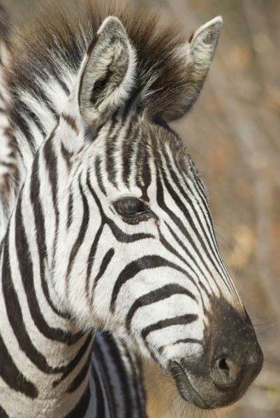 Portrait of zebra. Date : 2008