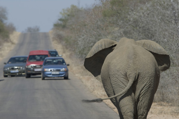 Cars stopping to watch elephant on road. Date : 2008