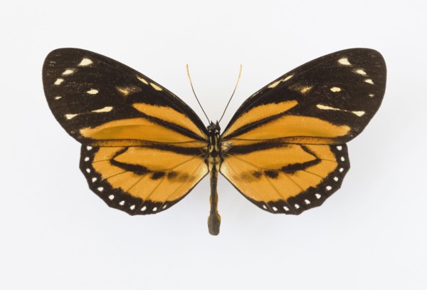 Close up of butterfly.