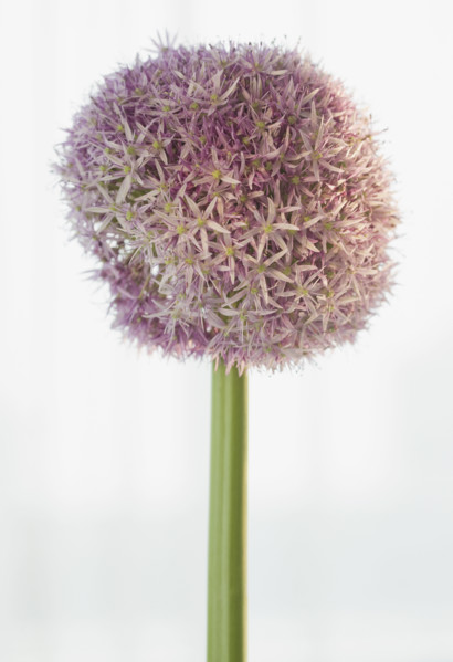 Close up of round flower.