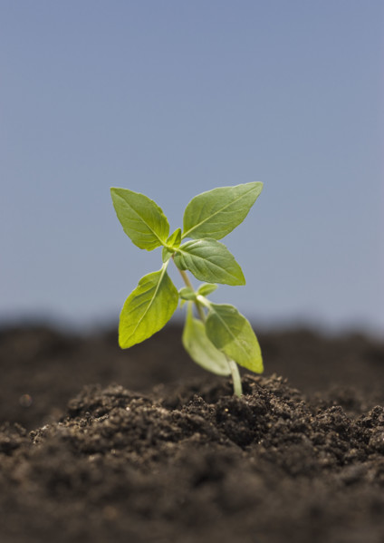 Close up of seedling.